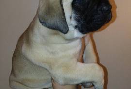 AKC English Mastiff puppies for sale!
