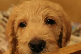 Male Labradoole pup