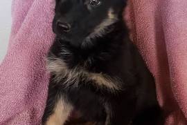 German Shepherd puppies