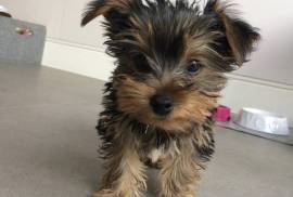 Beautiful  Yorkie Puppies, 1 lovely
