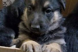 CKC German Shepherd Puppies