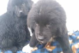 AKC NEWFOUNDLAND PUPPIES