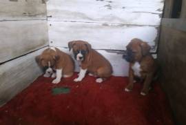 AKC BOXER PUPPIES