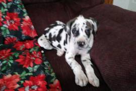 AKC GREAT DANE PUPPIES