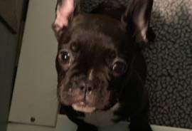 AKC French Bulldog Puppies 