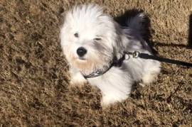 Fluffy, White Havanese Puppy