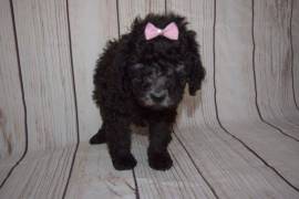 Standard Poodle Puppies 