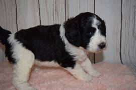 Beautiful Bernedoodle Puppies