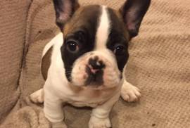 AKC French Bulldogs