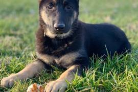 AKC German Shepherd puppy