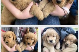 Golden Retriever Puppies