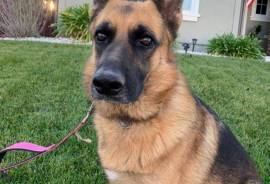 Female German Shepherd 