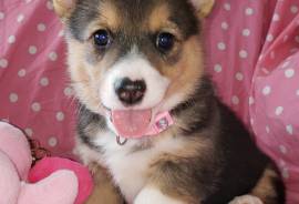 AKC Pembroke Welsh Corgis 