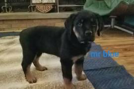 Rottweilers purebred 