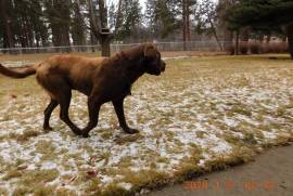 chesapeake retriever X