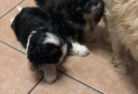 Shihtzu puppies $1000