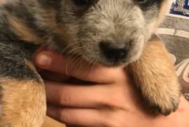 Pure Breed Blue Heeler Puppies