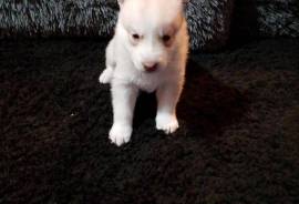 AKC Husky Puppies