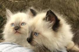 Good Ragdoll Kittens for Sale