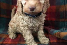 Cockapoo Puppies 