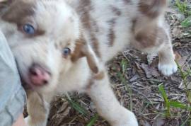 Husky & Australian Shepherd Mix Puppies