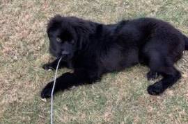 5 month old female Newfoundland