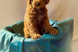 Australian Labradoodle 