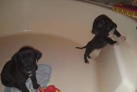 Grate Dane puppies 