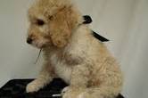 F2b Goldendoodle puppies available