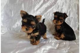 Teacup Yorkie puppies available