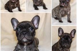 Chocolate French Bulldogs