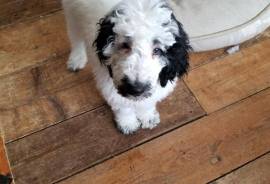 Sheepadoodle Fb1
