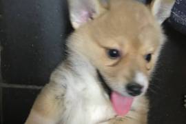 Excellent Pembroke Welsh Corgi Puppies For Sale