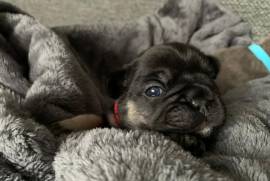 French bulldog puppy 4 weeks old 