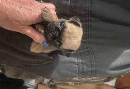 Pocket Pug for sale