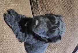 Giant schnauzer/standard poodle puppies