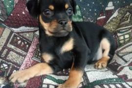 Carlin Pinscher Puppies!