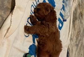 Labradoodle