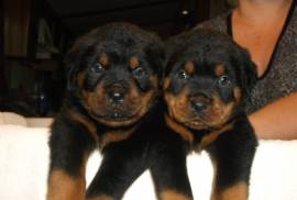 ROTTWEILER PUPPIES