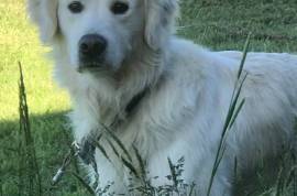 English Cream Golden Retriever