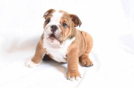 English bulldog Puppies for sale