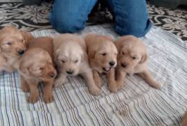 AKC Registered Golden Retrievers 