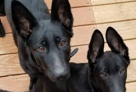 Gorgeous black male Shepherd