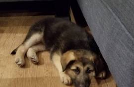 9wk old German Shepard/lab mix