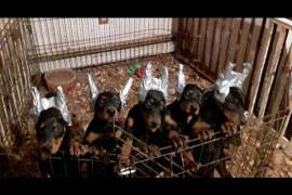 Doberman pups