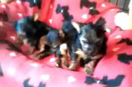 Yorkie Puppies