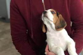 Male Beagle Puppy 