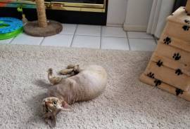 Registered male Devon Rex 