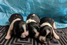 AKC English Springer Spaniels