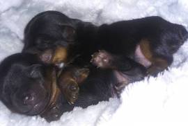 Yorkie Puppies